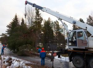 Codys Tree Service: Trusted Tree Service South Lake Tahoe Experts