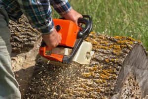 Local Tree Service Near Me with Certified Arborists
