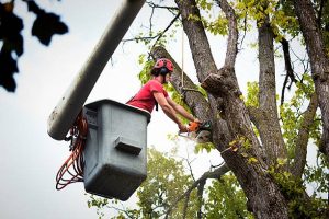Trusted Tree Service for Removal, Trimming, and Cleanup