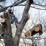 Top-Rated Tree Service in Tallahassee Call Today