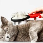 Shampoochi Day Spa Mobile Grooming of Port St. Lucie Luxury Grooming on Wheels