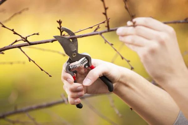 Emergency Tree Removal Near Me Available for Immediate Service