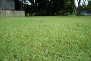 Everything You Need to Know About TurfMark Outdoor Solutions Buford